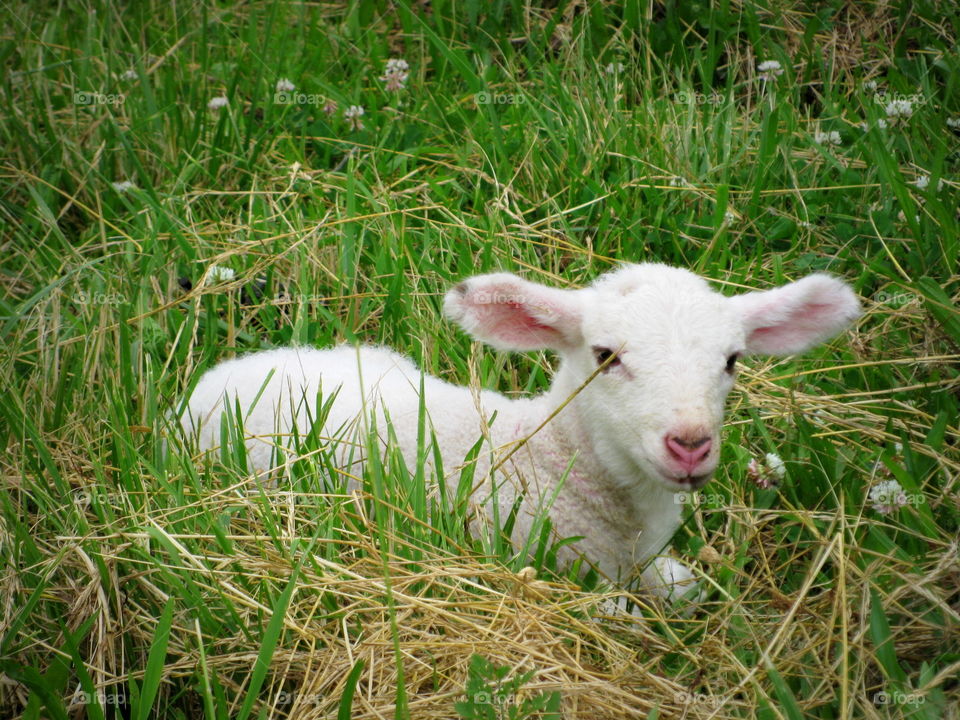 Pretty, white lamb laying in the grassy field.