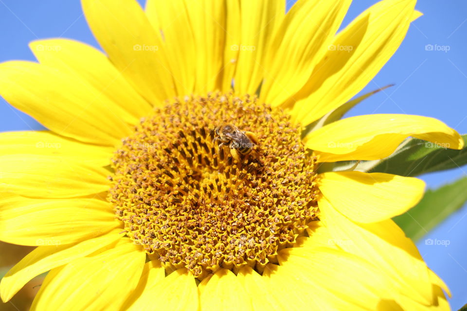 Happy Sunflower