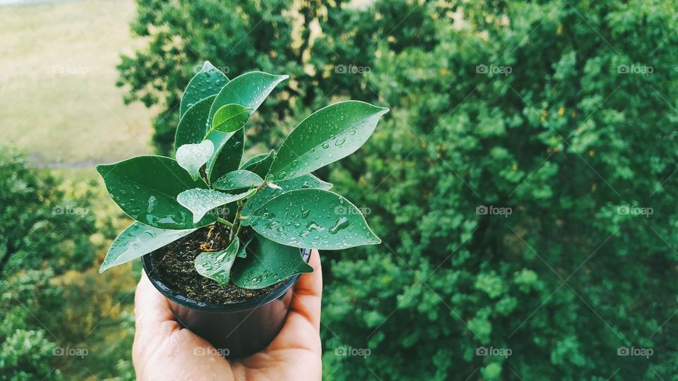 home plant ficus