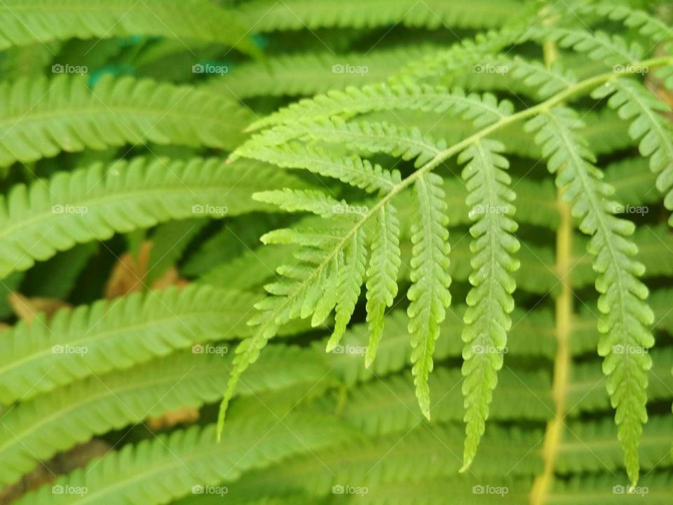 fern