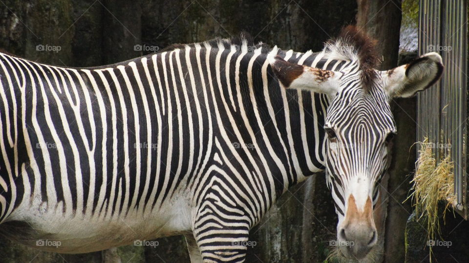 Zebra 班馬