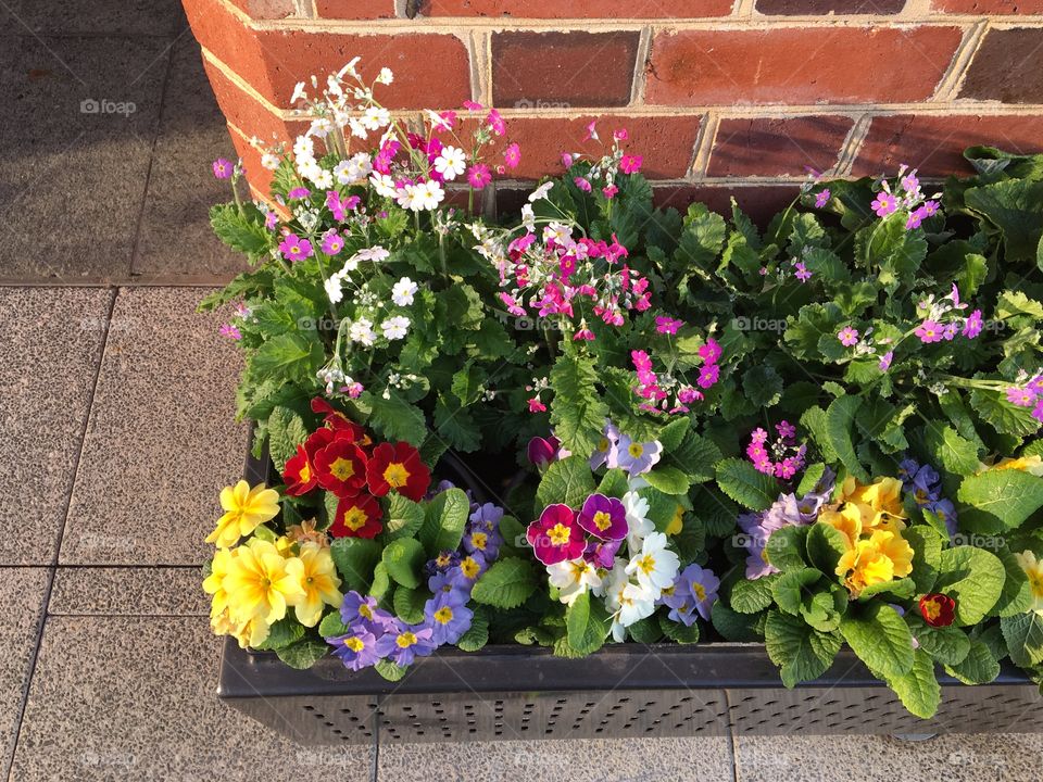 Colourful flowers in the rectangle shaped planter box. They are surrounded by rectangle shapes as we can see bricks and pavement blocks.