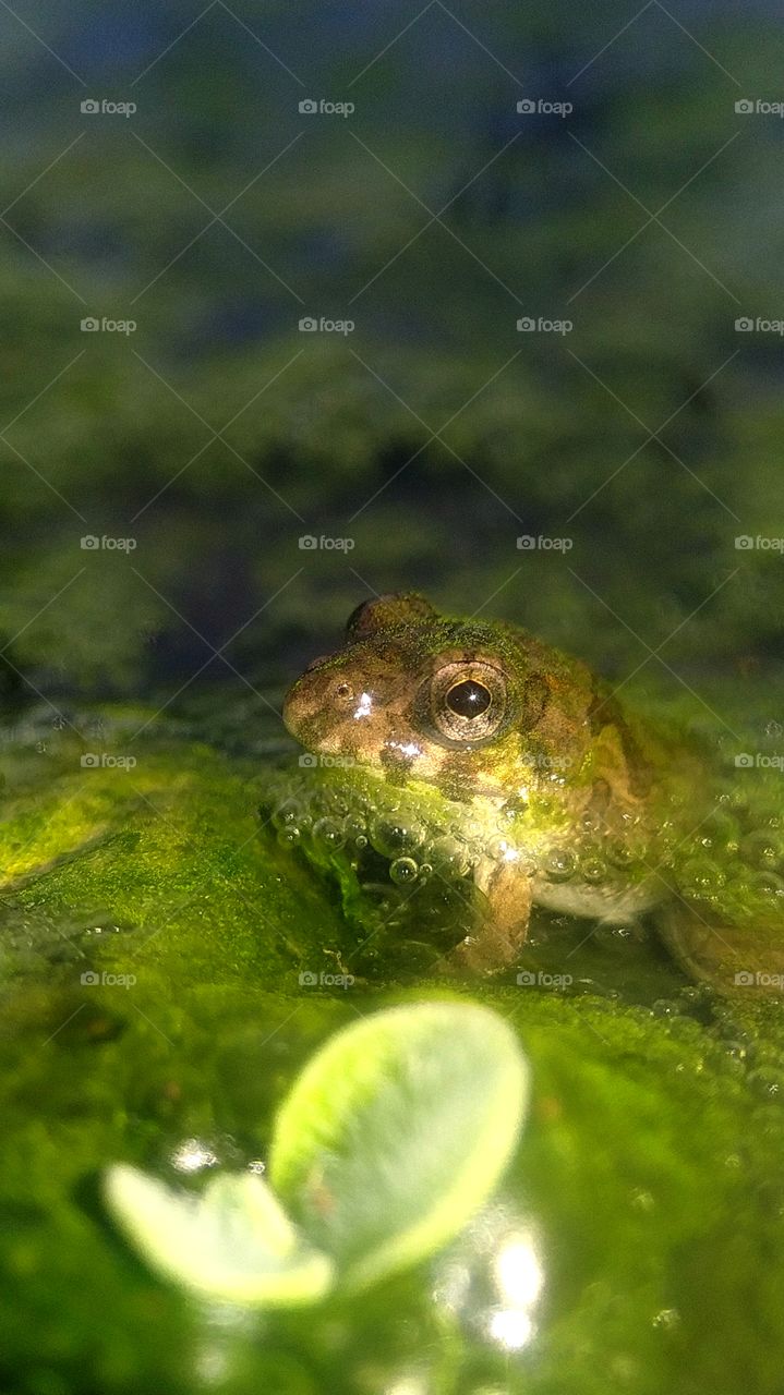 Litle frog