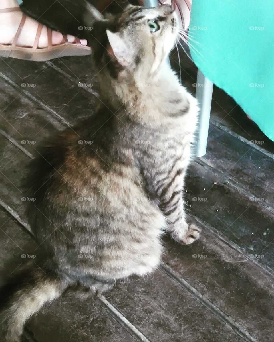 her asking for food, kitty so cute