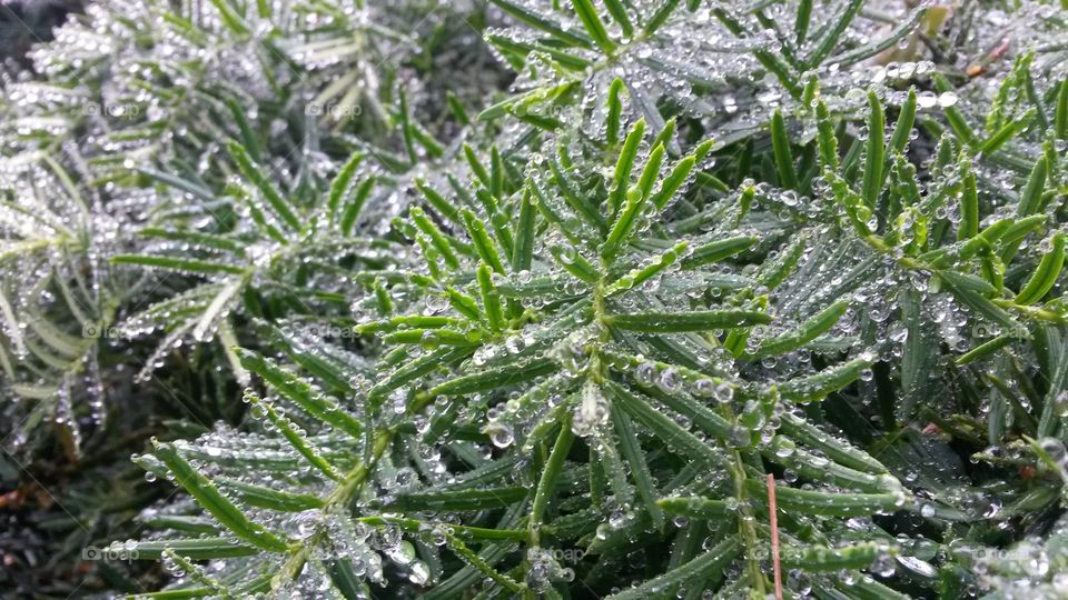yew and dew. morning dew on the yew in the garden