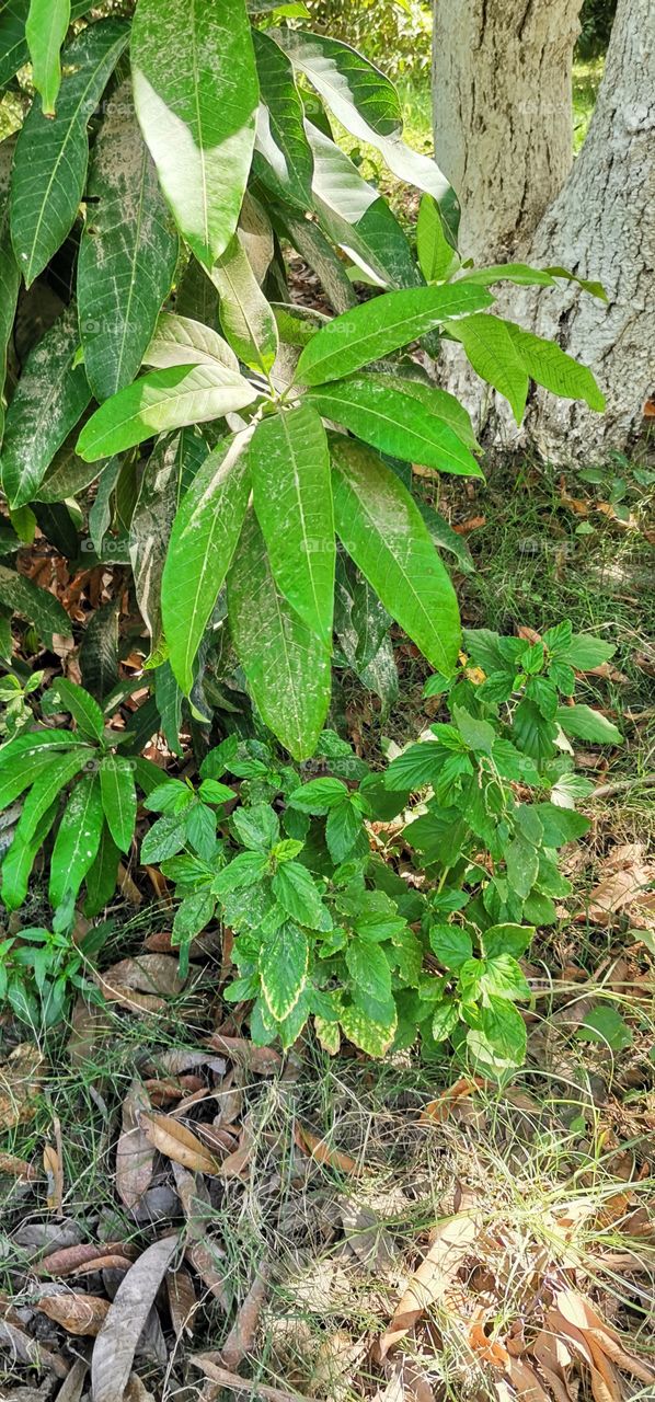Mango leaves