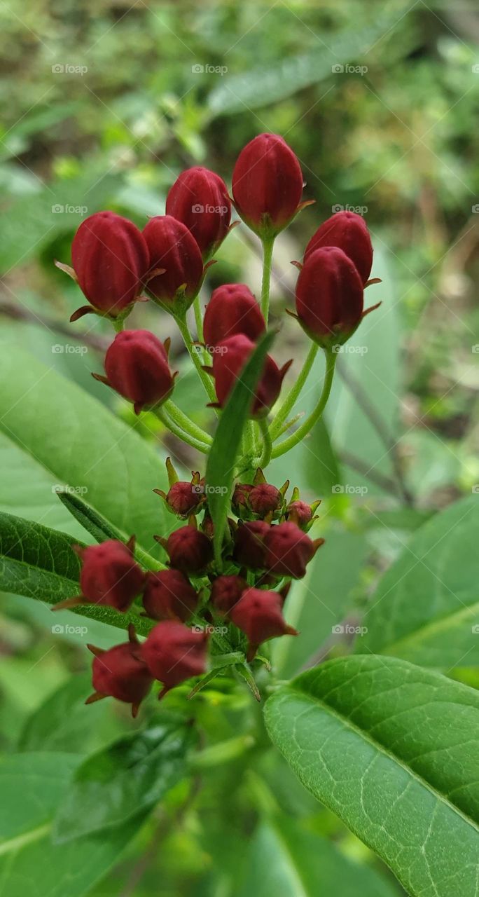 small wild flower, as simple as it is beautiful!  fuchsia color or red color as you see it better.