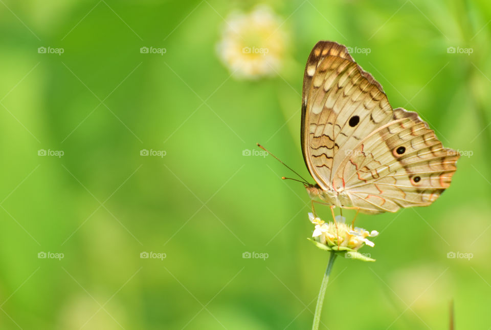 butterfly