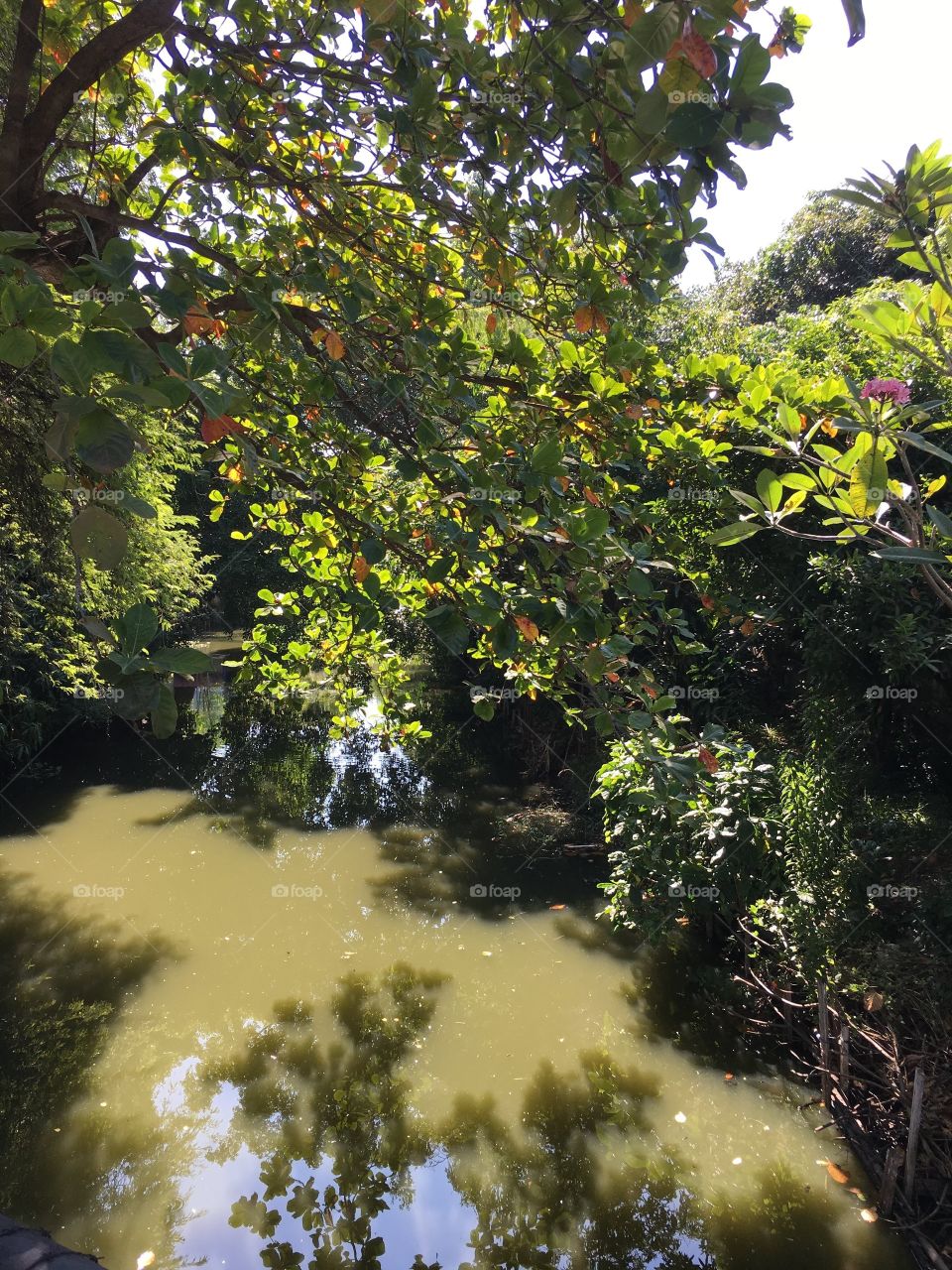 the exuberant foliage over the canal
