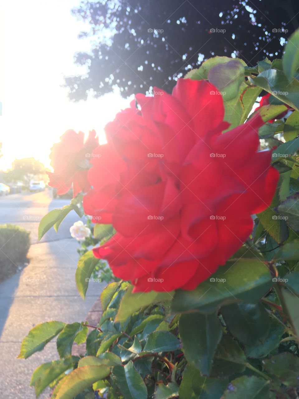 Sunset rose 