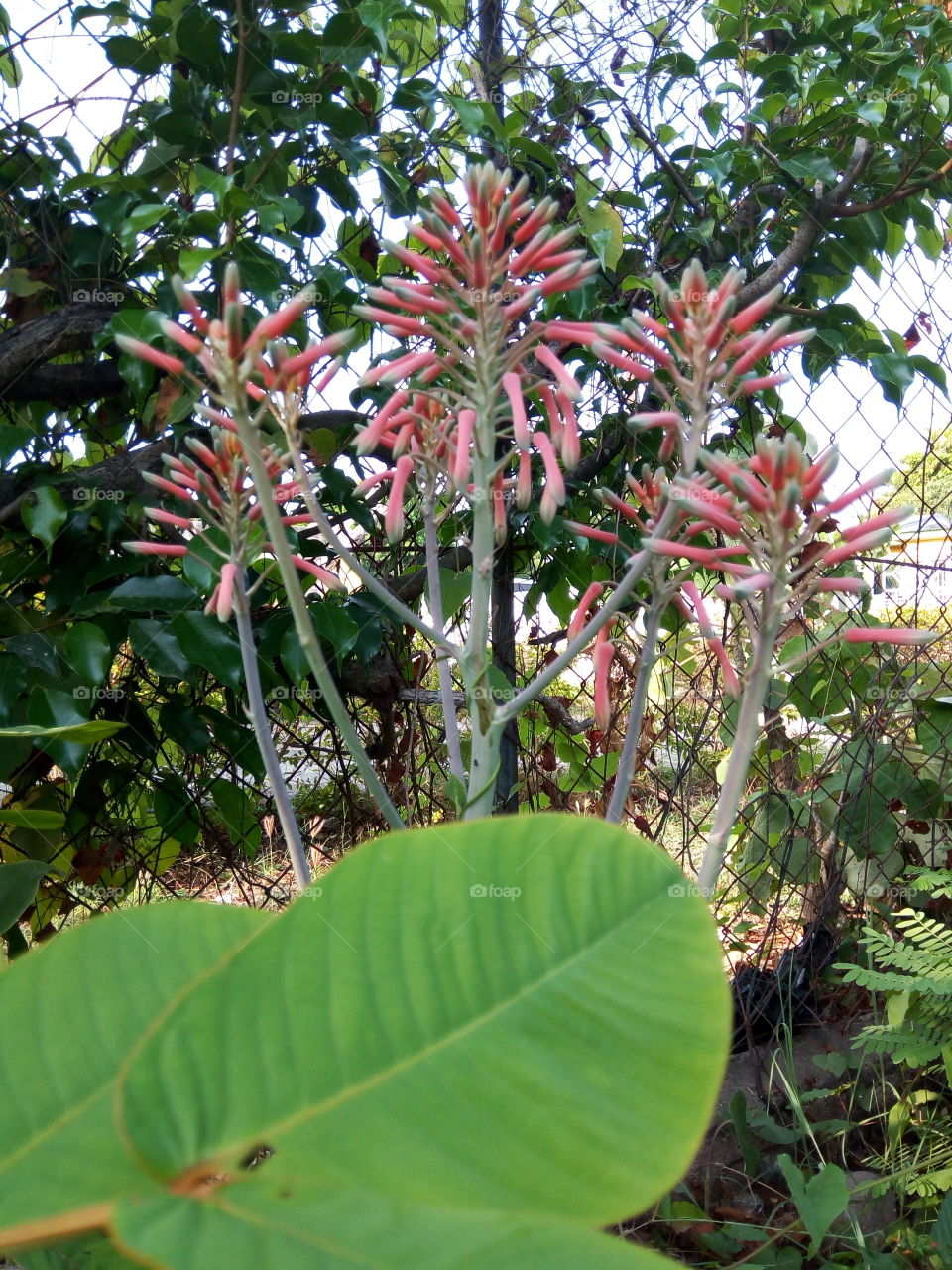 Nature, Flora, Leaf, Growth, Tree