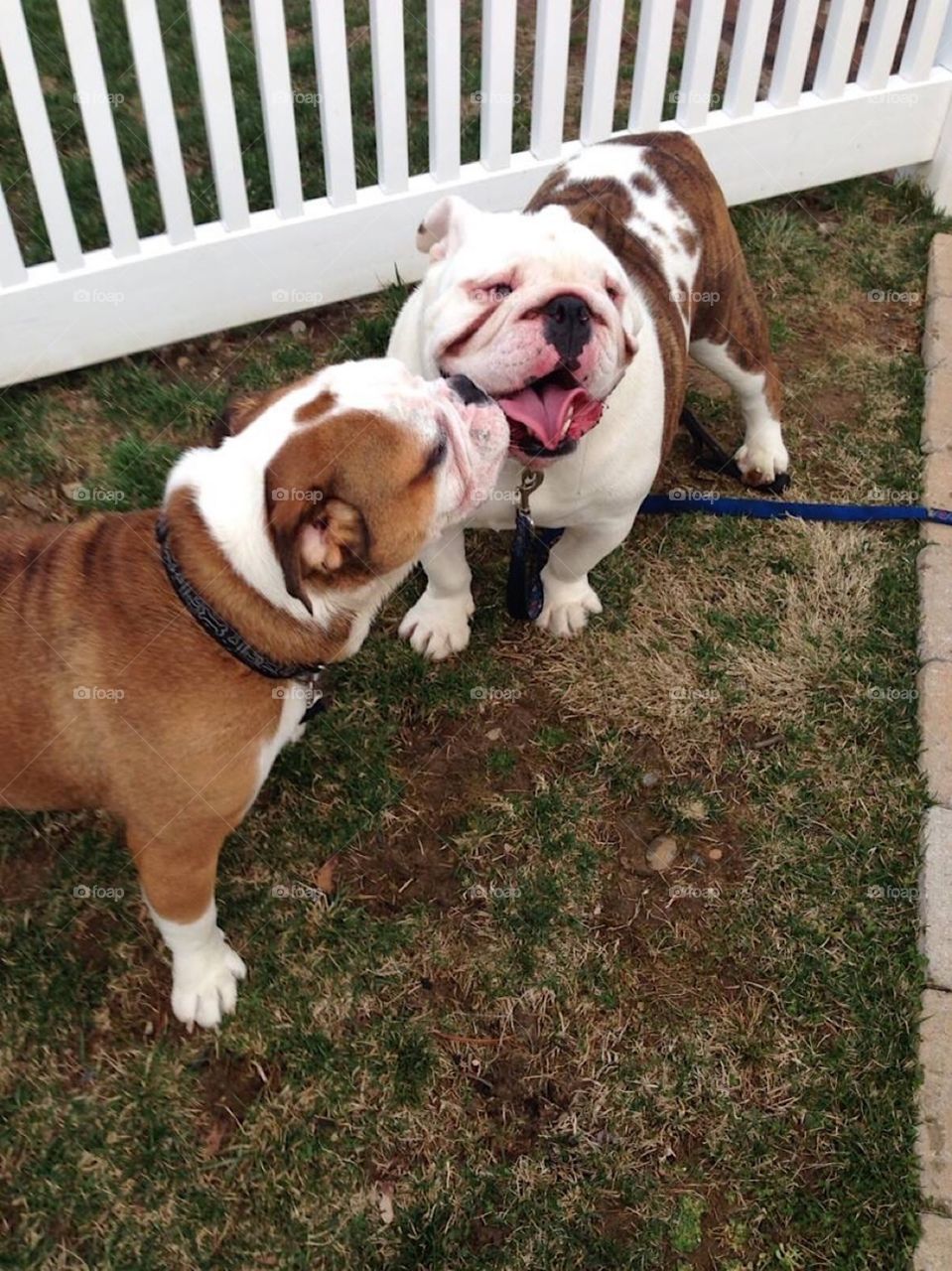 Bulldogs playing 