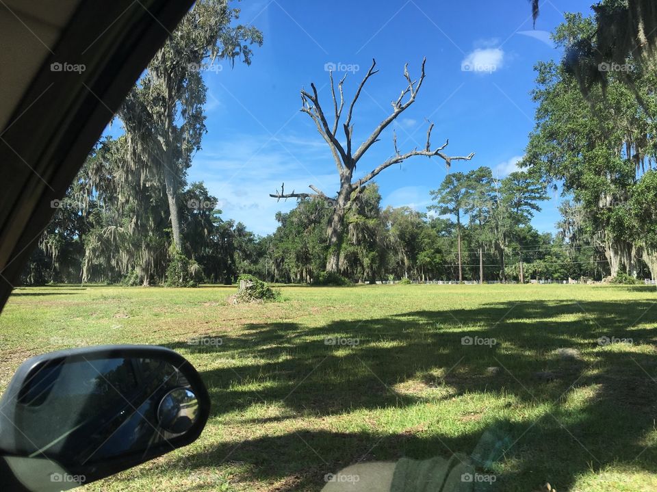 Dead tree from car window.