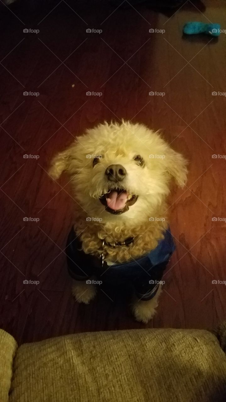 Smiling Bichon Poodle Brown Dog