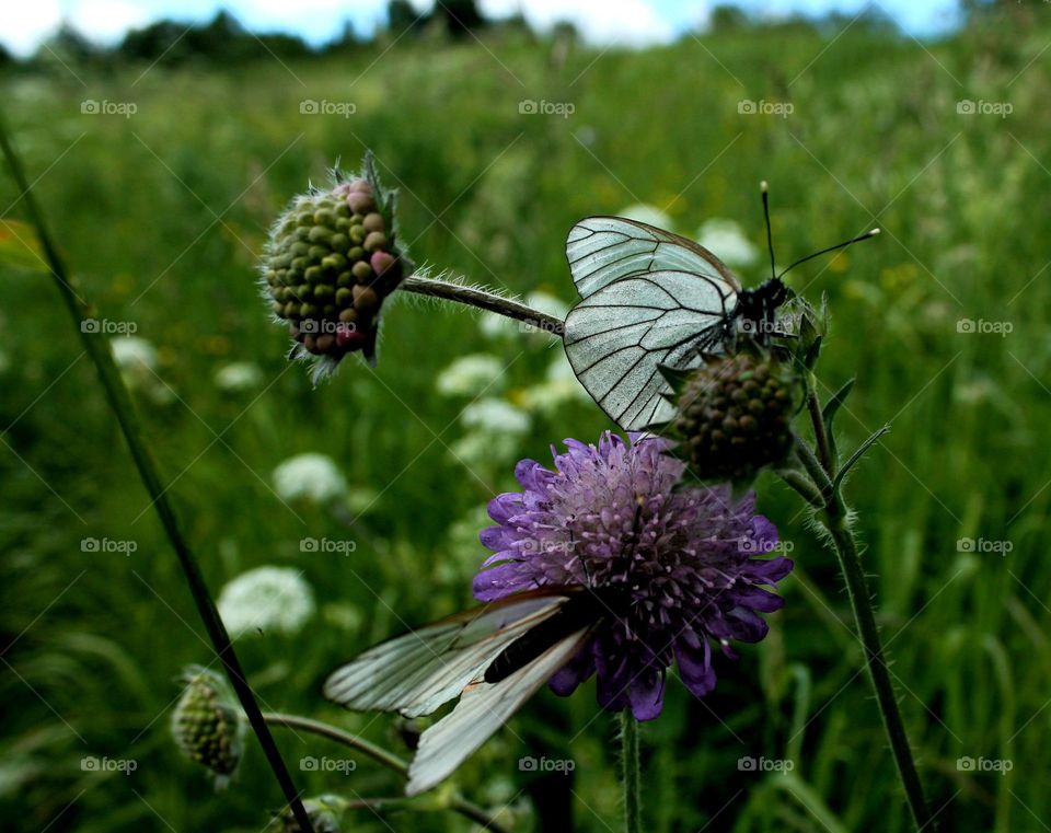 Insect, Butterfly, Nature, Flower, Summer