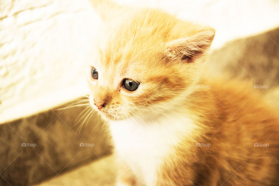 cute kitten