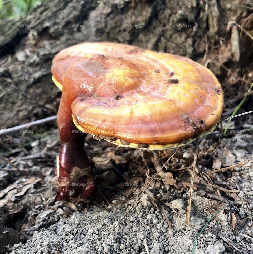 Reishi mushroom