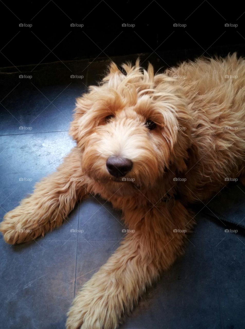 “I’m listening, I’m watching, I’m focusing on you!” Australian labradoodle puppy behaving really well.