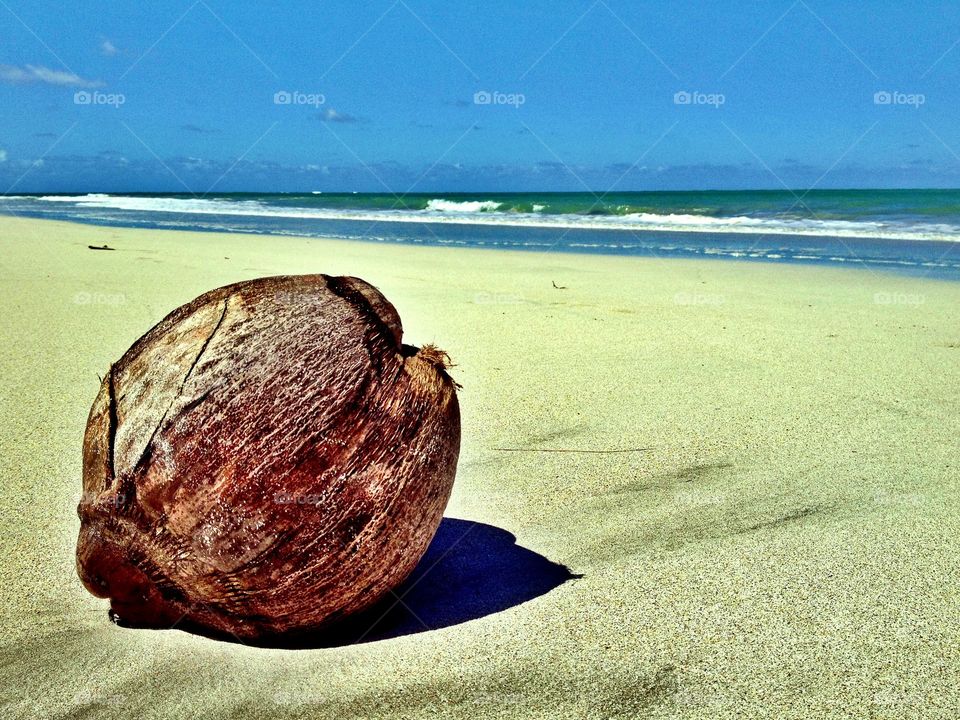 The lonely coconut . Lonely coconut rests in the beach. 