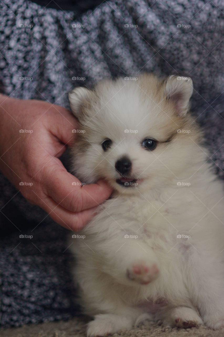 Fluffy White Pomeranian Puppy being Petted 