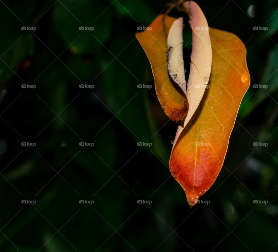 Leaky leaf