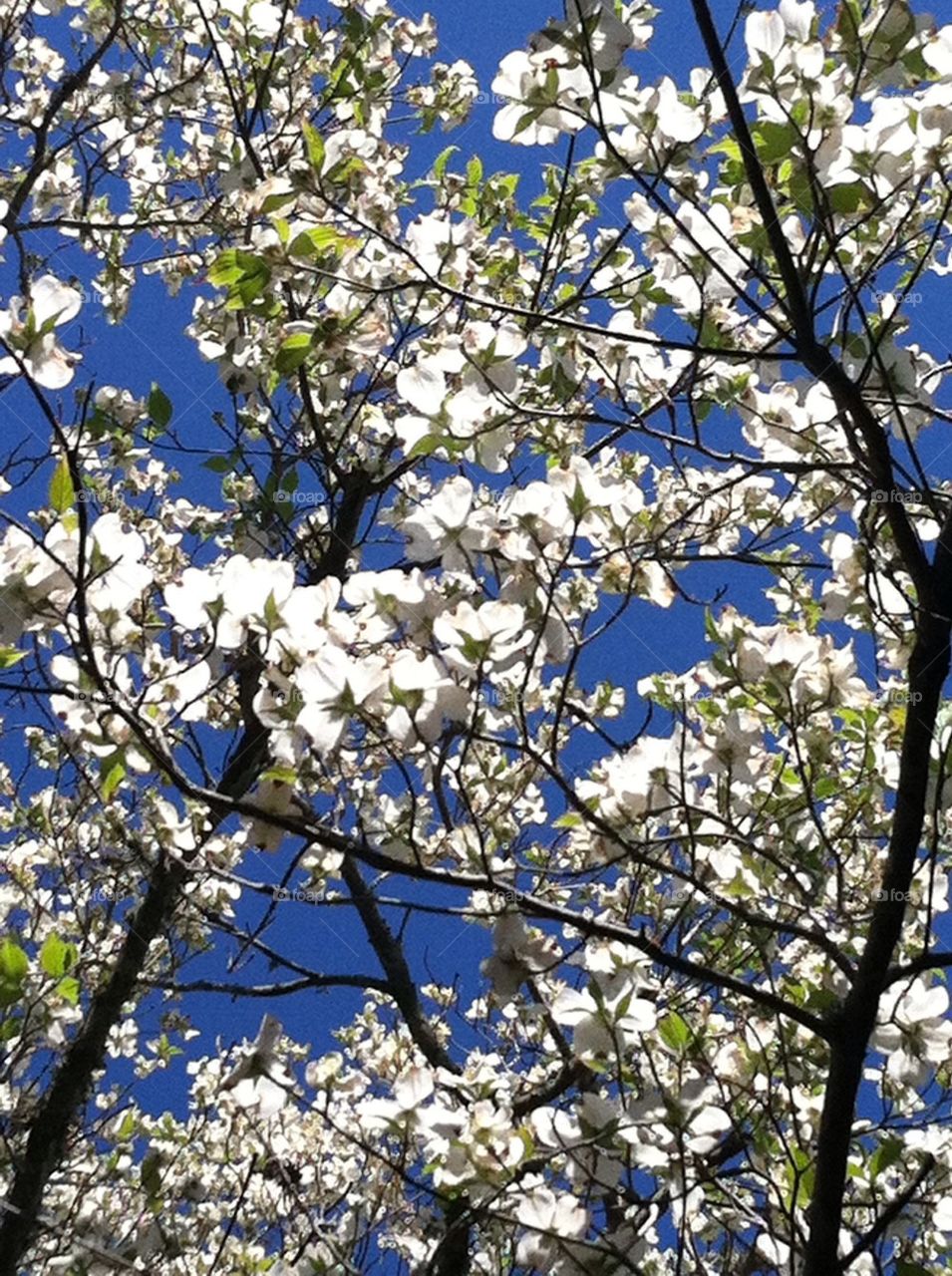 Carolina Blue and Spring White