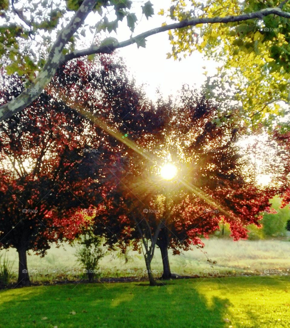 Sunrise shining through the tree leaves