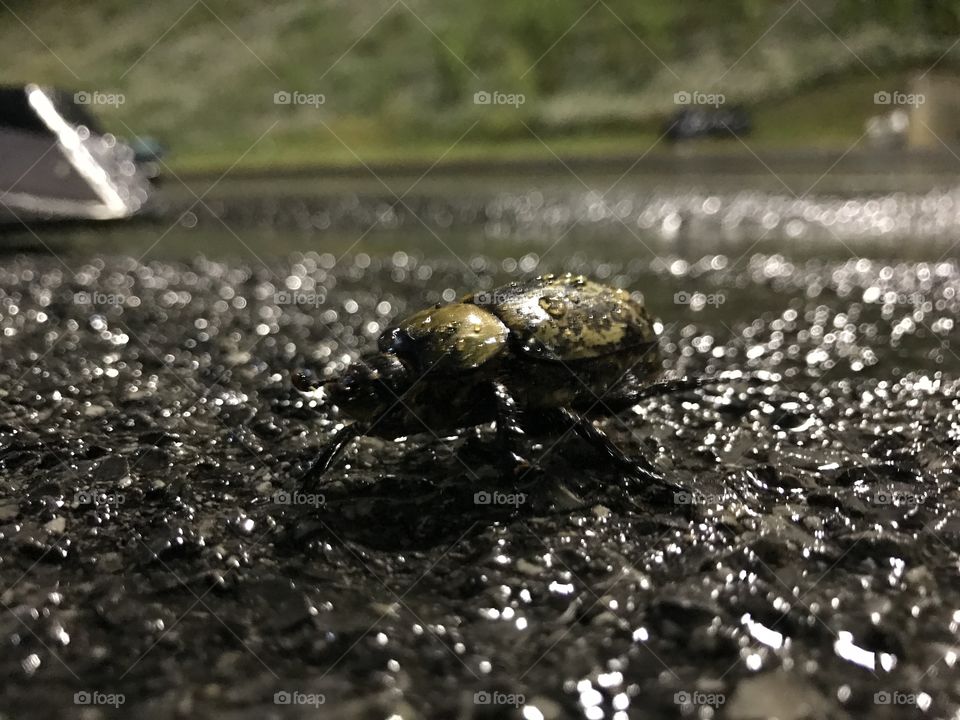 Beetle in Bristol
Tennessee 