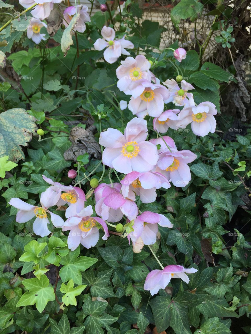 Fall flowers