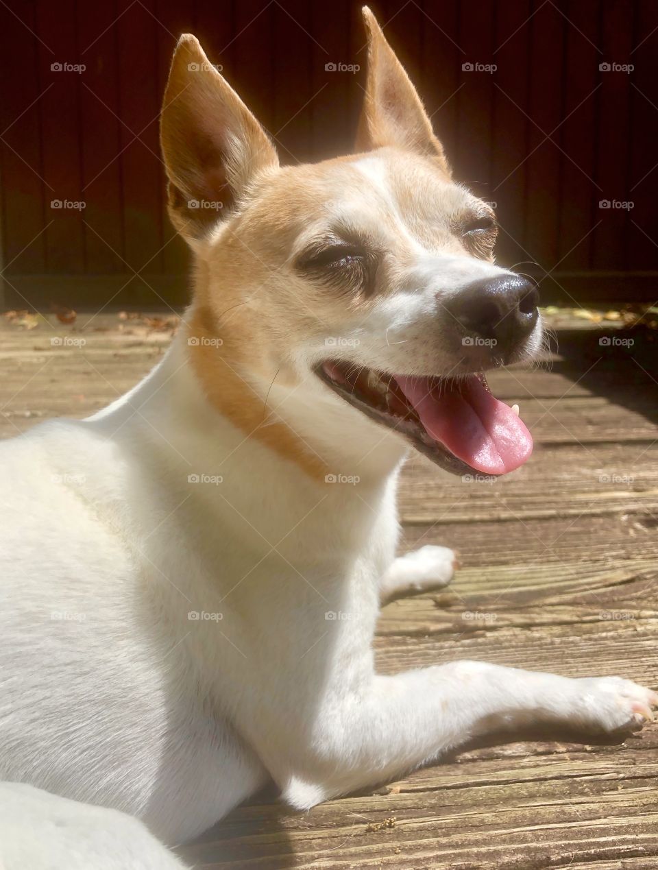 Senior white and brown small dog lying on wooden deck and smiling squinting in the sun 