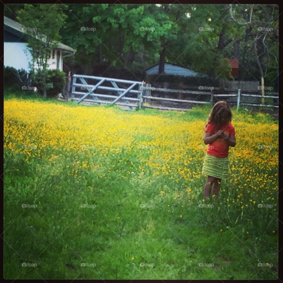 Yellow field. Our field in the spring. 