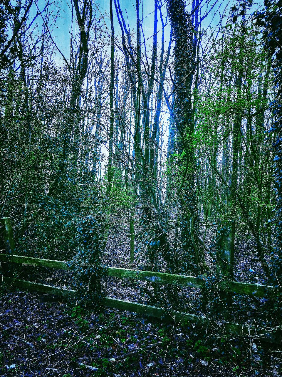Forest. Forest, picture fence
