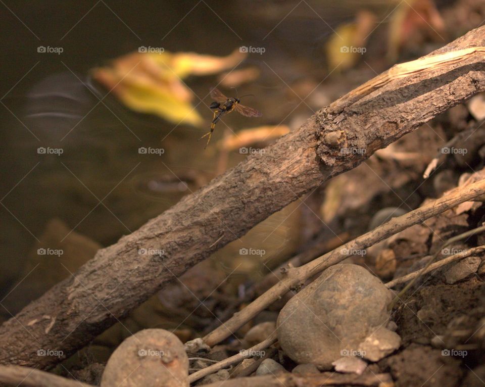 A mud dauber in a natural composed photo with wood and water.