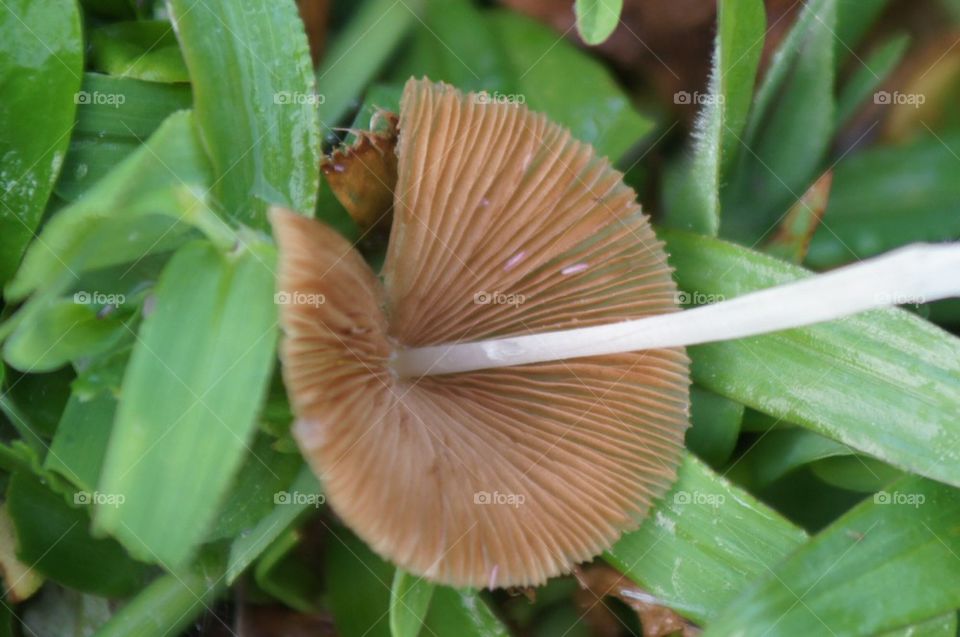 Underside of a mushroom