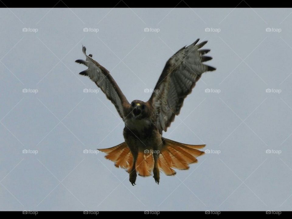 Red tailed hawk coming in for landing