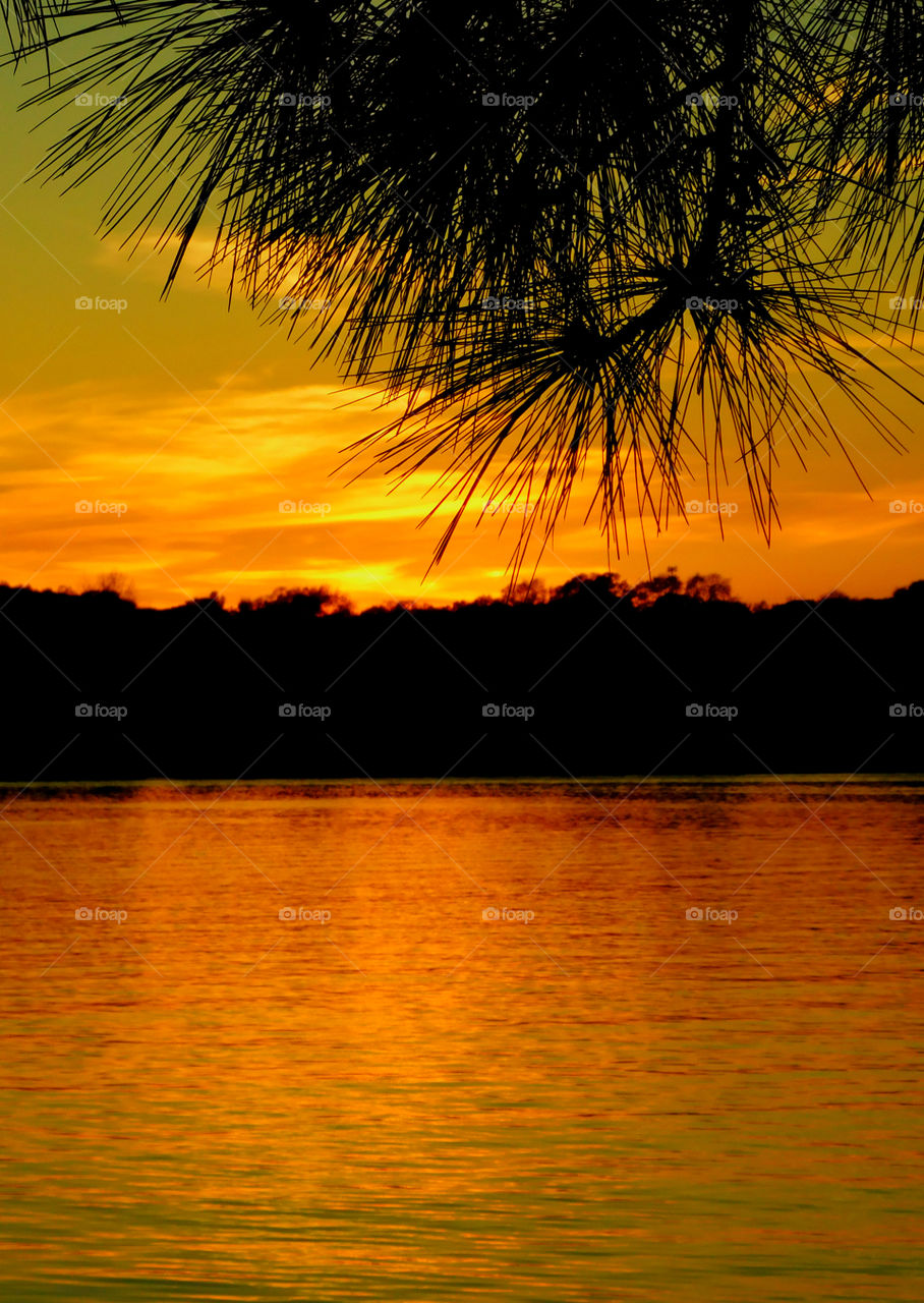 Silhouette of trees during sunset