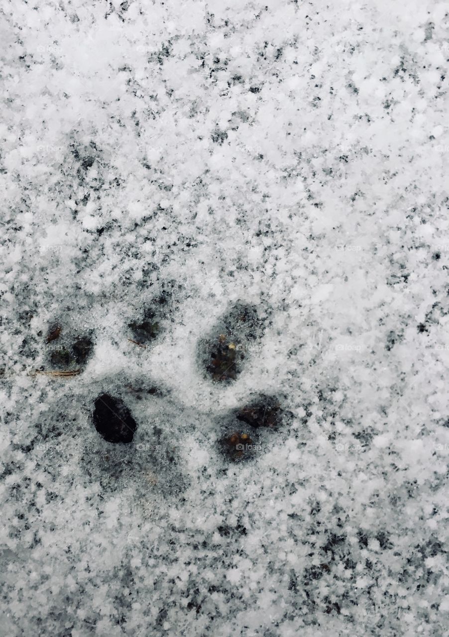 Cat print in snow