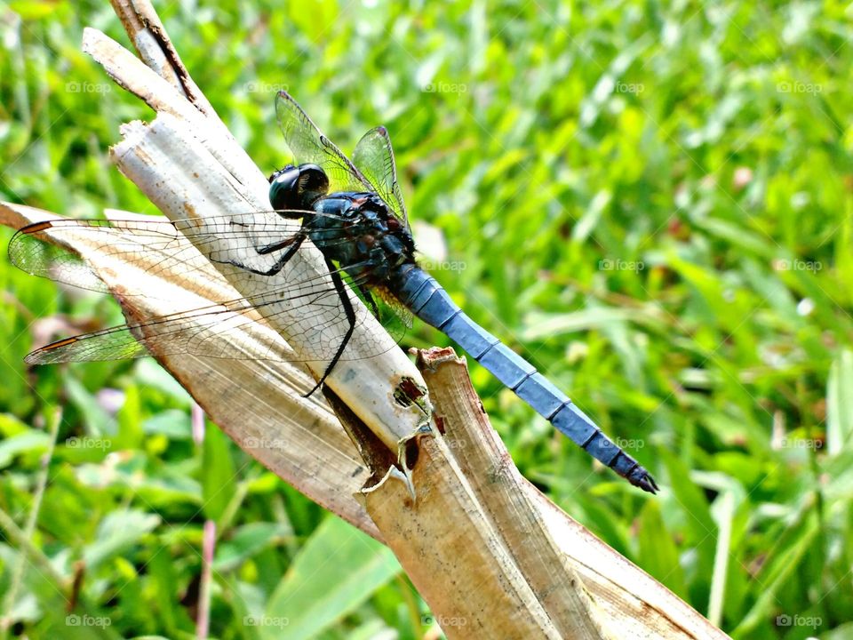 Dragonfly