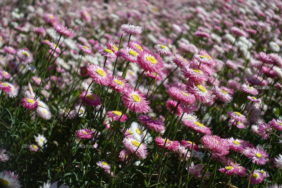 Many pink flowers called pink sunray and everlasting daisies are blooming in the spring.