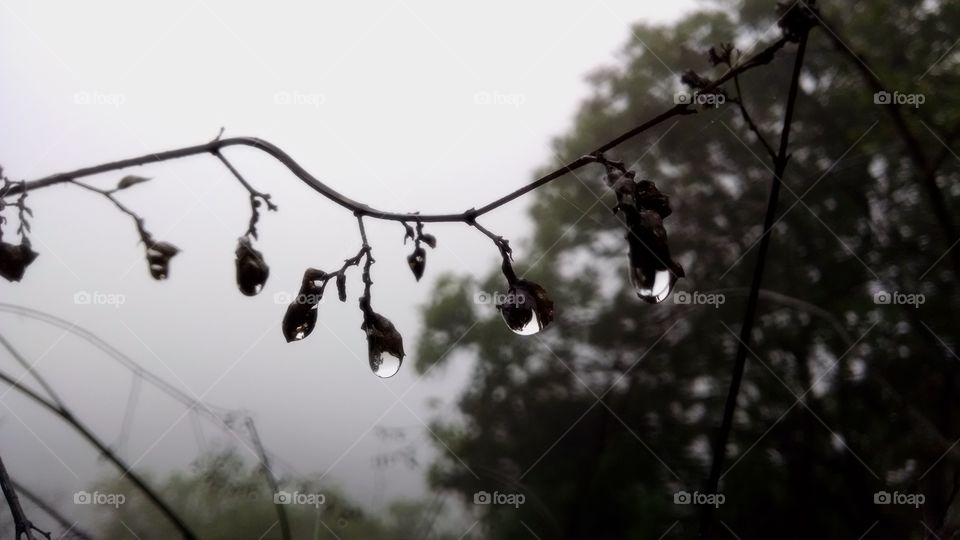 Dew on dry twig of a plant