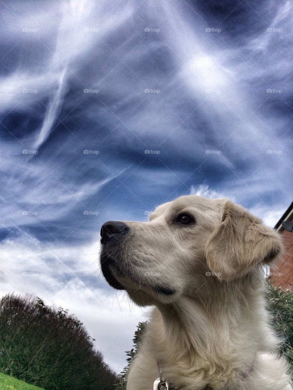 Zoe - Golden retriever