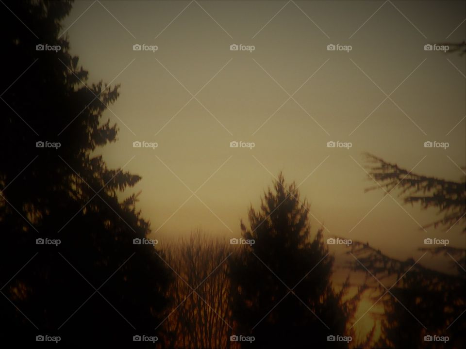 trees at dusk