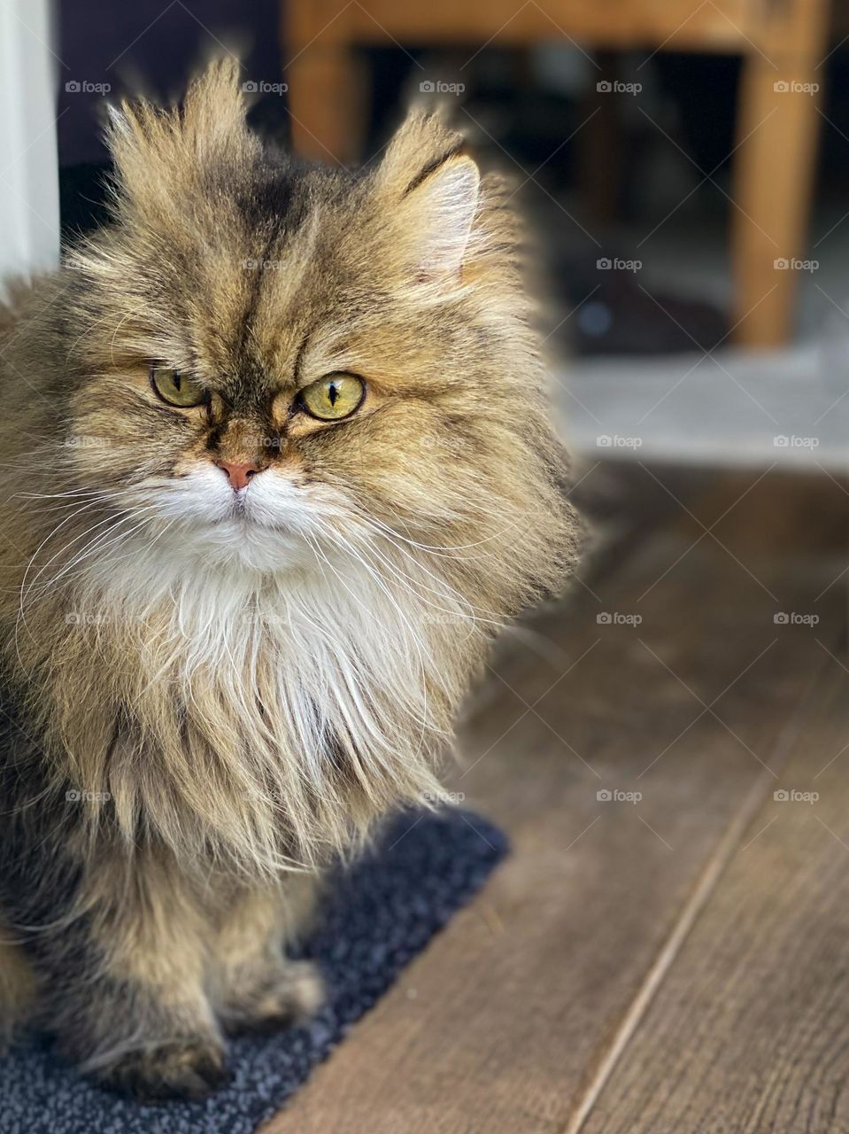 Persian long hair cat, our cat sitting and looking outside, mobile mission iPhone 11 pro