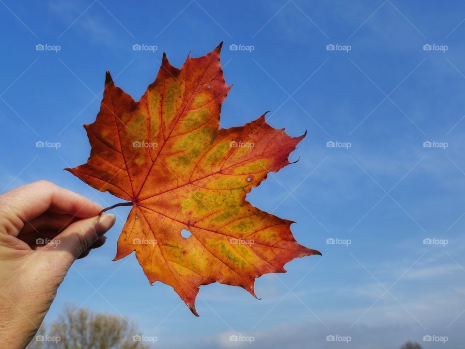 Colorful autumn leaf