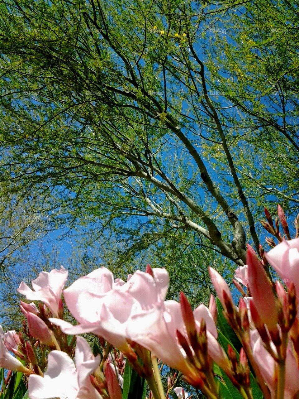 Arizona Blossoms