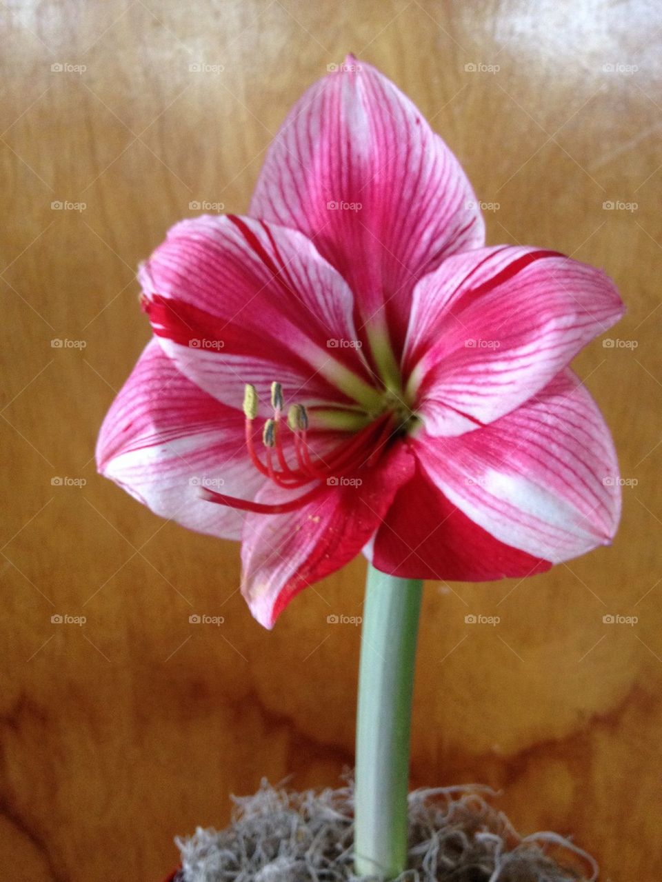 Amaryllis 