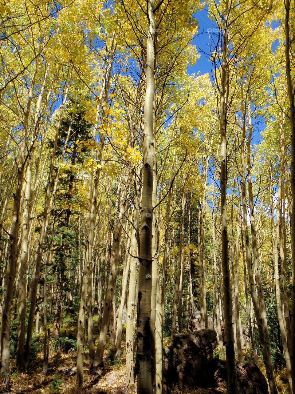 Yellow colorado trees