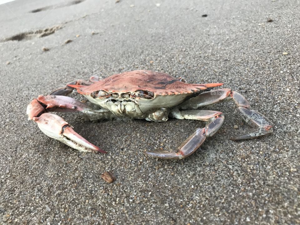 Crab life