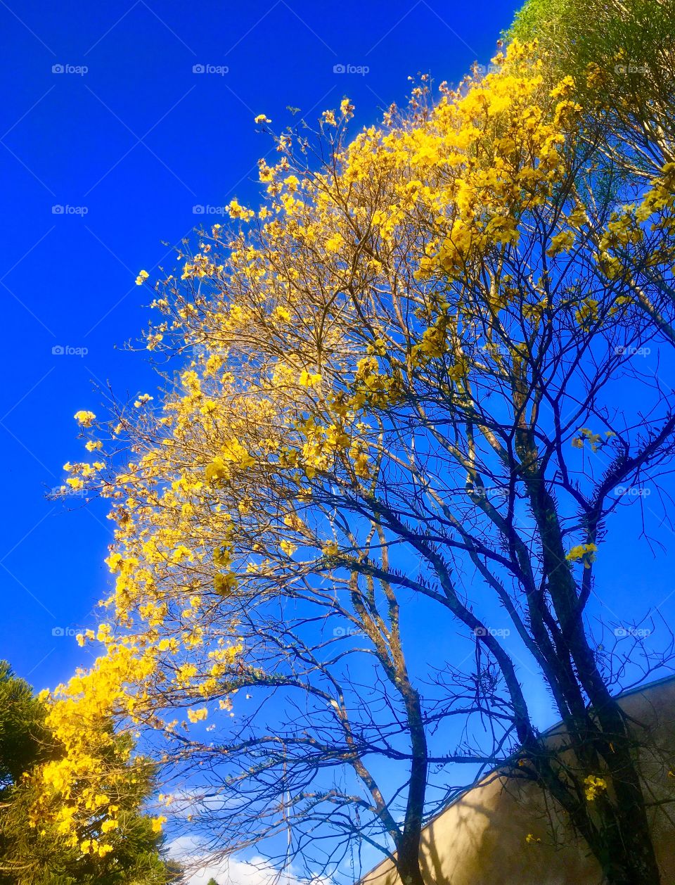 O incrível “rasgo no #céu” das flores do #ipê em seu infinito horizonte!
O #amarelo cortando o #azul e inspirando nossa manhã. Viva a natureza!
📸
#FOTOGRAFIAéNOSSOhobby