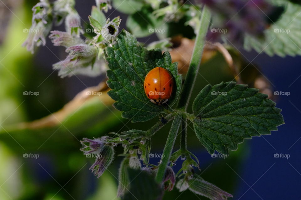 A ladybug 🐞